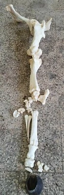 Beinknochen Knochen Vom Pferd Pferdeknochen Präpariert Vorderbein / Hinterbein