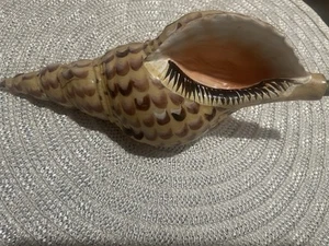 Triton Trumpet Snail Seashell Lamp Finial Part  Brown Home Decor Shell - Picture 1 of 5