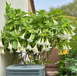 1 Live - Starter Plant - White Angel's Trumpet Brugmansia - Picture 1 of 8