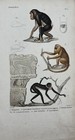 Planche Zoologique XIXème - Gravure Couleur - Singe - Chimpanzé