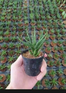 Planta SANSEVIERIA Francisii - Imagen 1 de 1