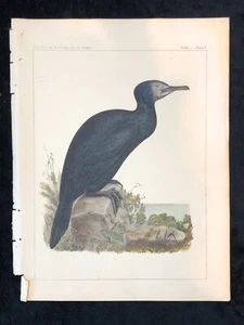 1859 Color Bird Print USPRR Explorations Surveys Plate X Cormorant - Picture 1 of 4