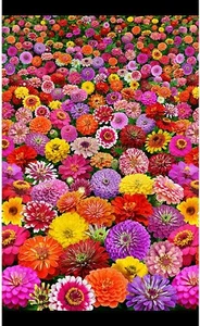 Zinnias Garden Floral Digital 23" Panel 100% Cotton Fabric by The Panel - Picture 1 of 1