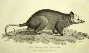 LE DIDELPHIS ou L'OPOSSUM Gravure estampe illustration ancienne de Cuvier 1829 - Imagen 1 de 2