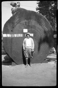 Negativo de película de formato medio 1932 árbol gigante Mt Lassen California - Imagen 1 de 1