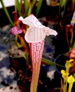 Sarracenia Hybrid Open Pollinated (carnivorous plant) - Picture 1 of 8