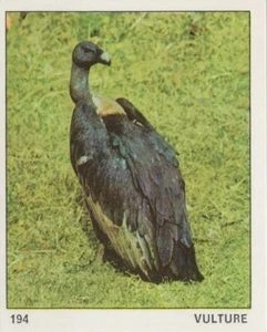 Top Sellers Card - Animals of The World - Card No 194 - Vulture - Picture 1 of 2