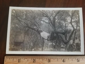 1915 c. insolito e divertente uomo che dorme sull'albero vera foto cartolina RPPC - Foto 1 di 2