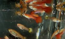  Japanese Blue Red Tail Guppies Breeding Pair+fry+FREE PLANT+FREE HEAT PACK