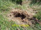Photo 6x4 Catastrophe for the bumblebees Rosebush Deep in the long grass  c2008
