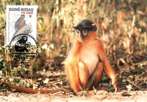 E0008 WWF Maximum Card 1992 Fauna Animals Apes Guinea Bissau Western Red Colobus - Picture 1 of 2