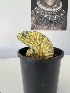 T. Pach Variegated Crested Cactus Root System Starting Active Growth 11.5cm Wide - Picture 1 of 7
