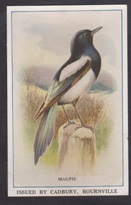 British Birds 1910 (tarjetas de recompensa) por Cadbury 'Magpie' - Imagen 1 de 2