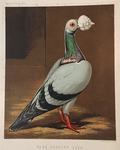 Antiker Taubendruck blauer Trägerhahn Naturkunde Cassells Ludlow 1870 - Bild 1 von 5