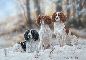 Springer Spaniel nevado paquete de 10 tarjetas de Navidad por Paul Doyle C731x - Imagen 1 de 3