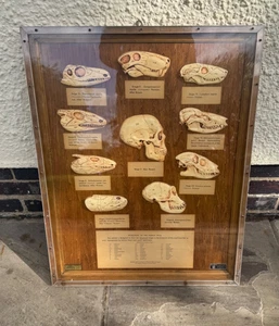 Vintage Lehrmodell Evolution des menschlichen Schädels Schädel Anthropologie 70er Jahre - Bild 1 von 24