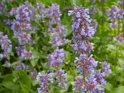 CATNIP 1000 SEEDS NEPATA CATARIA FLOWERING HERB NATURAL INSECT REPELLENT - Image 1 of 4
