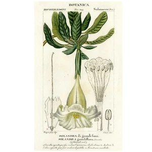 Escaso 1816 TURPIN Diccionario Ciencias Naturales Pl. 49, SOLANDRA GRANDIFLORA - Imagen 1 de 8