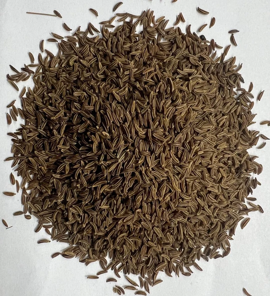 Bulk Caraway Seed, Seasoning, Spice, Vegan (select size below) - Image 1 of 1