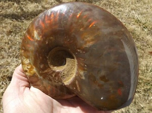 DIG-N-UTAH: FÓSIL DE AMONITA MADAGASCAR PULIDO # L 398 - Imagen 1 de 4