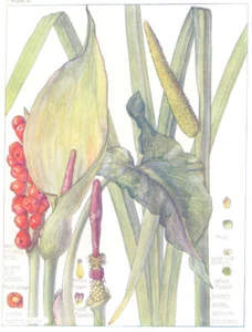 FLOWERS. Arum. Araceae Aroïdeae. Wild Cuckoo Pint; Lords and Ladies 1907 print - Picture 1 of 1