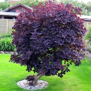 Cotinus coggygria Royal Purple Smoke Bush Deciduous Shrub Hardy Plant in Pot - Picture 1 of 15