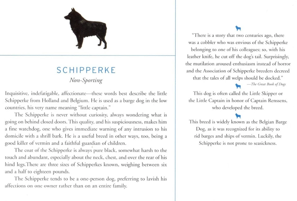 Schipperke - ИНДИВИДУАЛЬНАЯ МАТОВАЯ Художественная Печать с Собаками - Описание Породы и История - Изображение 1 из 2