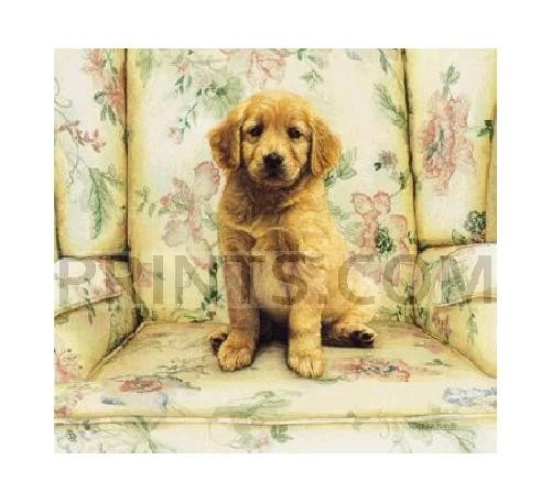 Sueellen Ross Soft Spot - Image 1 of 1