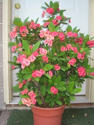 Crown of Thorns Euphorbia milii - Image 1 of 2