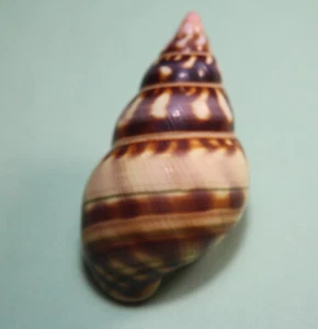 LIGUUS fasciatus Florida Baumschneckenschale - versicolor 47,45 mm - fein - Bild 1 von 4