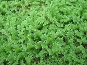 Azolla - surface plant for aquarium or pond - FREE TRACKED SHIPPING - Picture 1 of 4