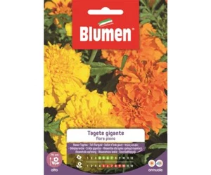 SEMI TAGETE GIGANTE FIORE PIENO BLUMEN FIORI - Foto 1 di 1