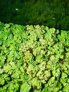1 Salvinia Minima Live Floating Aquatic Plant Freshwater Aquarium & Pond Plants - Picture 1 of 7
