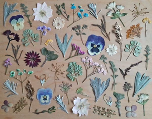Gepresste Getrocknete Blüten Blumen Blätter Grün Mix DIY Basteln Floristik 50St - Bild 1 von 6