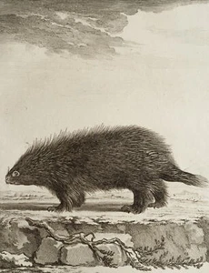 BAQUOY (*1721) nach SÈVE (*1742), Darstellung eines Stachelschweins, um 1770, KS - Bild 1 von 5