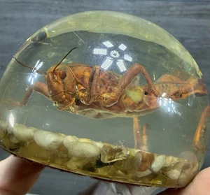 Vintage Resin Jumbo Grasshopper Paperweight Round Bubble Clear  - Bild 1 von 14