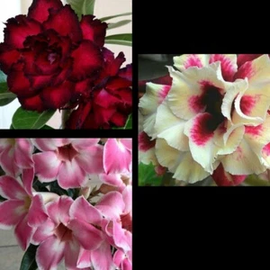 80 Semillas De Rosa Del Desierto Adenium Obesum - Picture 1 of 2