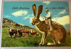 Rinderschlag auf einen Jack Rabbit, Postkarte, gewellte Ränder, geteilter Rücken, 1962 - Bild 1 von 2