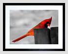 ANIMALS NATURE BIRD CARDINAL MALE RED COOL BEAUTIFUL FRAMED ART PRINT B12X5066