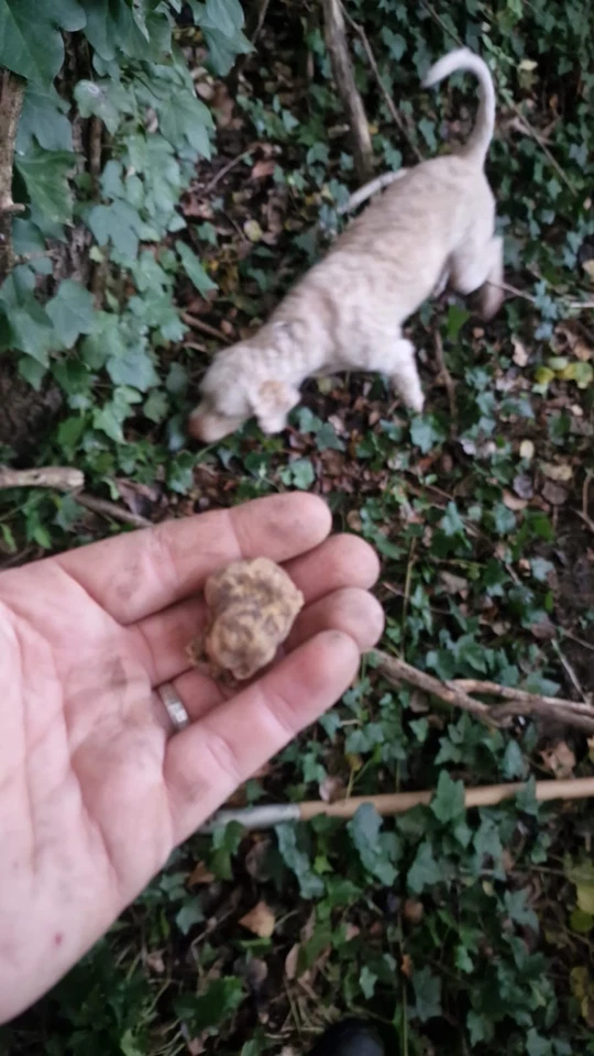 Tartufo Bianco Pregiato 100gr Pezz Picc - Immagine 1 di 1