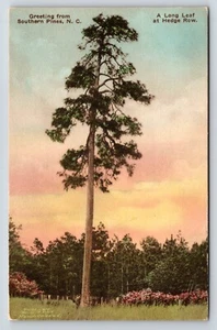 Postcard Greetings From Southern Pines, NC A Long Leaf at Hedge Row Hand-Colored - Picture 1 of 2