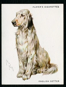 ENGLISH SETTER JOHN PLAYERS DOG SERIE VOLLE LÄNGE 1933 GROSSE ZIGARETTENKARTE #8 - Bild 1 von 2
