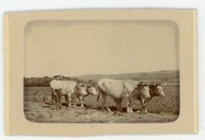 PHOTO CDV photographie, agriculture vache fermier labour charrue boeuf champ - Picture 1 of 2
