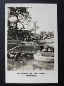 No.5R CAWNPORE BUFFALOES BY CANAL RP Peeps Into Many Lands - Cavanders Ltd 1928 - Picture 1 of 1