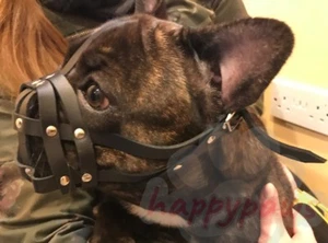 Hocico de cuero para perro | Bulldog francés "Frenchie" | Hocico corto de ajuste universal para perros - Imagen 1 de 7