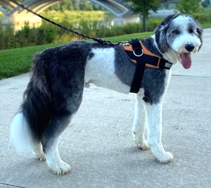 Shawnco Essential Dog Harness Adjustable Control Vest Heavy Duty No Choke Medium - Picture 1 of 12