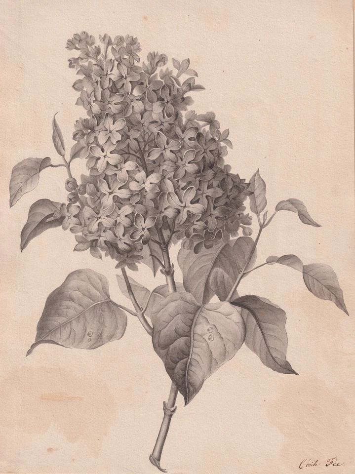 Un dessin de Cécile Fée (1799-1840) femme de lettres et épouse du botaniste...** - Photo 1/1