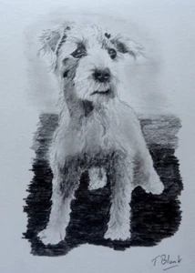 BLEISTIFTZEICHNUNG - Kleiner frecher Hund. - Picture 1 of 1