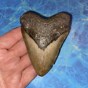 MEGALODON HAIZAHN 3,58" RIESIGE ZÄHNE MEG TAUCHER DIREKTES FOSSIL NC 5333 - Bild 1 von 9
