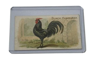 1891 N20 Allen & Ginter Prize & Game Chickens Black Hamburgh Tabakkarte - Bild 1 von 3